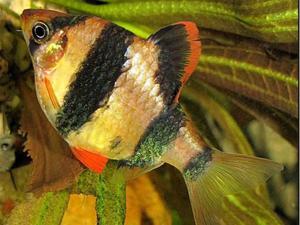 Чем могут болеть барбусы