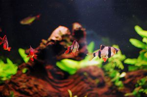 Питание барбусов
