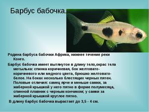 Разновидности барбусов