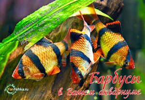 Рыбки барбусы