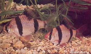 Описание барбусов