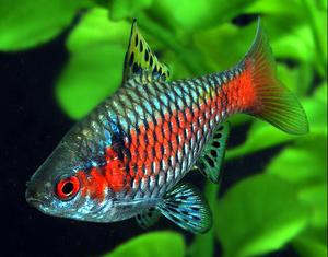 Барбусы в аквариуме: уход, размножение и особенности содержания