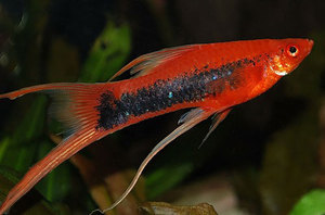 Рыбка меченосец аквариумный