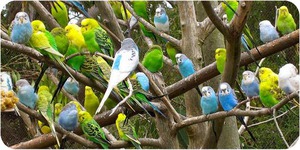 Как ухаживать за волнистым попугаем