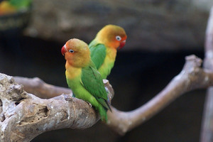 Что влияет на продолжительность жизни попугая