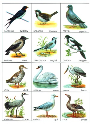 Средняя полоса России и птицы, которые ее населяют Средняя полоса России и птицы, ее населяющие