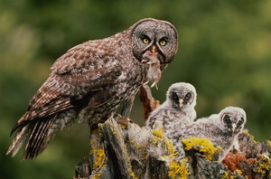 Птицы отряда Совообразные