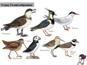 Птицы отряда  Ржанкообразные