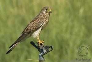 Как выглядит пустельга