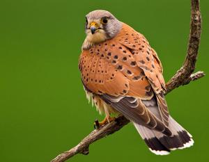 Поведение птицы в природе