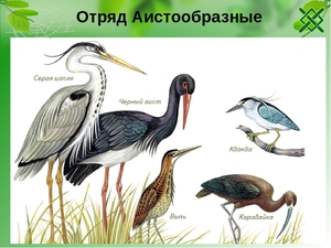 Отряд Аистообразные
