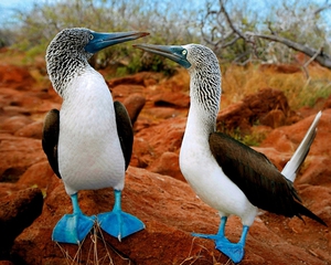 Отряд Пеликанообразные