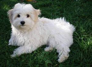 Болоньез: особенности породы и уход за итальянской собакой