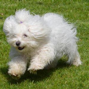 Итальянская  болонка