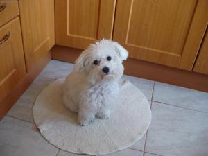 Особенности воспитания итальянских болонок