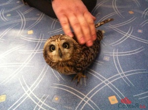 Домашняя сова