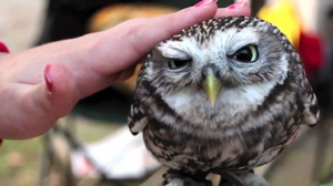 Как ухаживать за совой в домашних условиях: советы и особенности