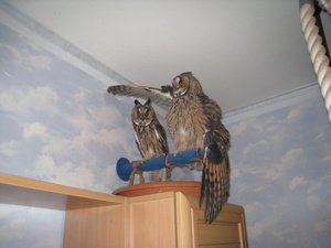 Сова в домашних условиях