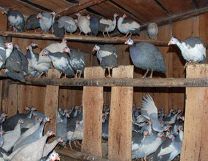 Как кормить цесарок