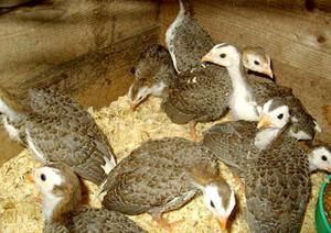 Питание цесарок