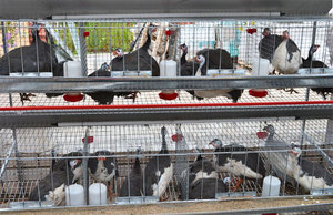 Преимущества разведения цесарок