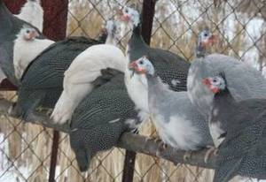 Цесарки в домашних условиях