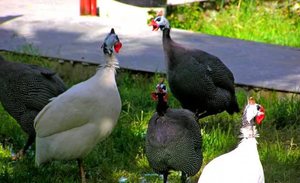 Содержание цесарок