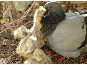 Что едят птенцы голубя