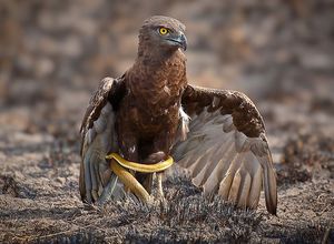 Среда обитания орлов