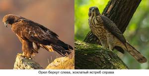 Чем питается орел