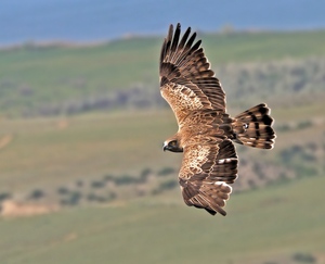 Орёл: внешность, образ жизни и рацион хищной птицы