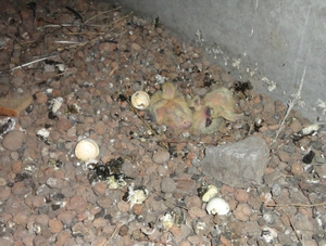 Где живут птенцы голубя