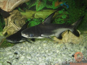 Внешний вид пангасиус