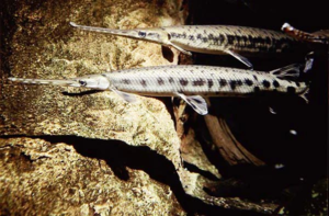 Для хорошего самочувствия панцирной щуке нужно много воды