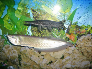 Для этой рыбы нужно особо тщательно подбирать соседей