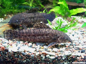 Сом таракатум: уход, содержание и особенности в аквариуме
