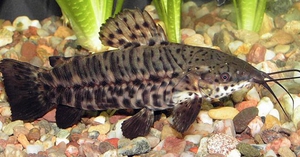 Описание сома таракатум