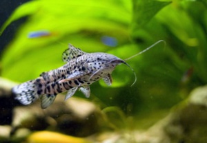 Особенности вида сом таракатум