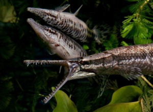 Не смотря на агрессивный нрав, эта рыба отлично подходит для содержания в аквариуме