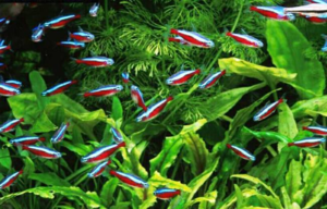 Как содержать неонов в аквариуме: уход и условия для новичков