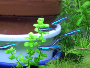 Синие неоны отличаются длинным и тонким тельцем