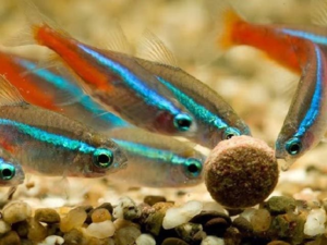 Кормить неонов можно как готовым кормом, так и приготовить его самому