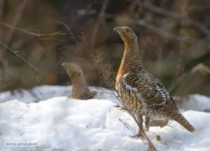 Описание птицы глухарь