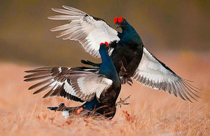 Как ведут себя глухари