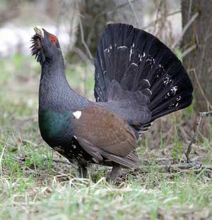 Какие есть враги глухарей