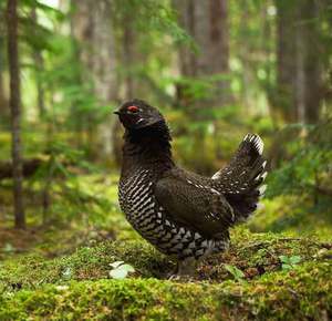 Ареал обитания глухаря