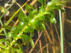 Какие есть растения для аквариума