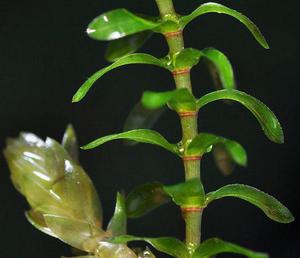 Растение для аквариума