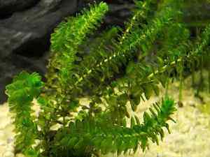 Аквариумные растения