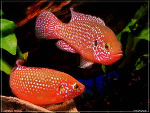Аквариумные рыбки